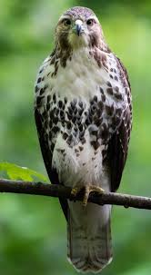 birds of kenya bird safaris to try going on safari animals desert animals animals wild