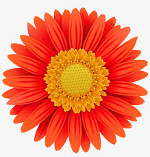 Over 2997 free borders png images are found on vippng. 5 Watercolor Sunflower Daisy Flowers Clip Art Transparent Png 5984x6000 Free Download On Nicepng