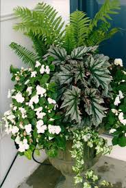 Blumentopf Farne Fur Den Schatten Arrangement Idee Fleissiges Lieschen Weiss Zimmerblumen Garten Kubelpflanzen
