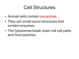 Containing digestive enzymes, you can predict lysosomes' function. Cells And Heredity Cells And Organelles Ppt Download