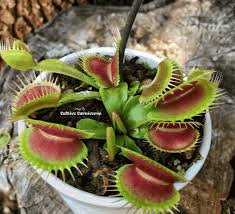 These petioles are always short, so as this venus flytrap grows, it ends up looking like. For Sale Venus Flytrap Big Teeth Red Giant Cultivo Carnivores