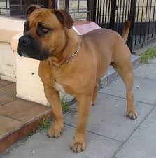 For tips on housebreaking a pit bull. Old Anglican Bulldogge Dog Breed Information And Pictures