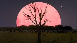 Supermoon is not an official astronomical term. Super Pink Moon 2020 What Is A Super Pink Moon Catch The Biggest Brightest Full Moon In India Today 8 05 Am Ist Technology News Firstpost