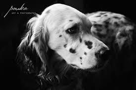 Black And White English Setter Dog Black And White English Setter Portrait English Setter English Setter Dogs Pets