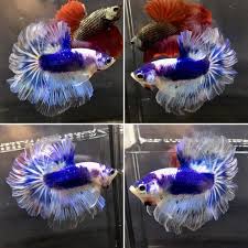 Blue White Hm Male Betta Fish Halfmoon Betta Betta