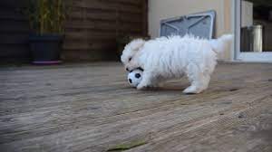 Bichon Maltais 2 Mois Youtube