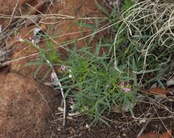 Image result for Cleome rubella