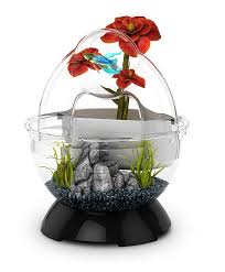 Semi Aquatic Tunnel Tank Fish Tank Bubbles Fish Plants