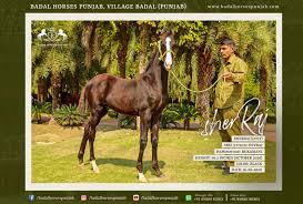 Can really move and lift. Horses For Sale Badal Horses Punjab