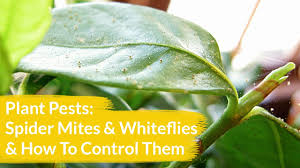 One particular botanical pyrethrin is made from chrysanthemum flowers. How To Control Plant Pests Spider Mites And Whiteflies
