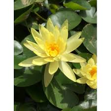 Image result for Nymphaea cf. mexicana