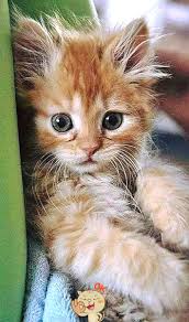 Pin By Linda Kortright On Kittens Cats Kittens Cutest Cute Cats Animals