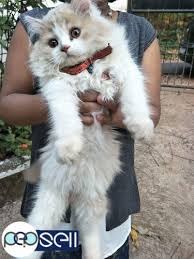 They need u more than those at the pet shop. Persian Cat For Sale In Kannur Kannur Free Classifieds