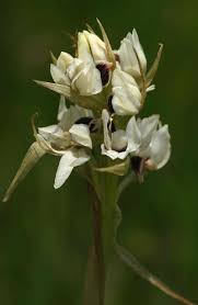 Image result for Orthochilus