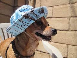 Dog Bucket Hat Dog Fishing Hat Fishing Hat American Girl Doll American Girl Accessories American Girl Accessories Fishing Hat Dog Hat