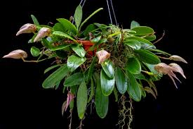 Image result for Bulbophyllum X chikukwa