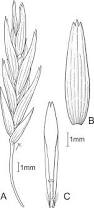 Image result for Rytidosperma davyi