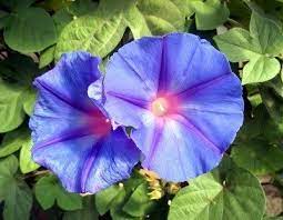 Morning Glories For The Garden Different Types Of Morning Glory Plants