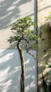 Image result for Streblus