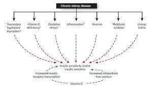 Overview Kidney And Vitamin D
