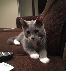 Justviral Net Find Viral Images Online Russian Blue Cat Russian Blue Cutest Cats Ever