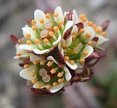 Image result for Rhynchosia micrantha