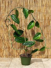 Monstera Karstenianum Plant In 2x2x7 Pot Philodendron Plant Plants Unusual Plants