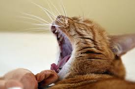 Wash your hands thoroughly with soap and. Upper Respiratory Infection In Cats