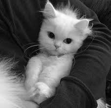 Psychemag On Instagram Uykulu Gozlerle Dondum Ruyamdan Psychemag Cute Animals Baby Animals Cute Cats