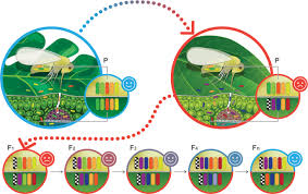 → they found that the mission was impossible. Inside Out Microbiota Dynamics During Host Plant Adaptation Of Whiteflies The Isme Journal
