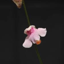 Image result for Genlisea hispidula