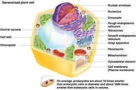 Students also compare the structures found in plants cells to those found in animal cells. Plant And Animal Cells Labeled Graphics