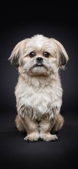 We did not find results for: Dog Wallpaper For Iphone Posted By Ryan Simpson