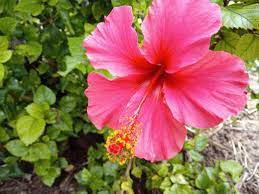 Hibiscus Rosa Sinensis Known Colloquially As Chinese Hibiscus China Rose Hawaiian Hibiscus Rose Mallow And Shoeblackplant Is A Species Of Tropical Hibiscus
