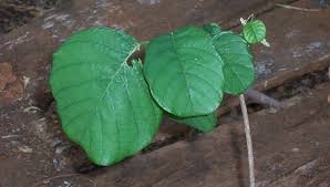 Image result for Millettia stuhlmannii