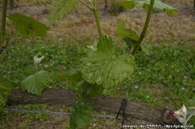 Image result for Colomerus vitis