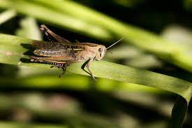 The fungus spores affect a grasshopper's digestive system, causing it to. How To Get Rid Of Grasshoppers In The Garden