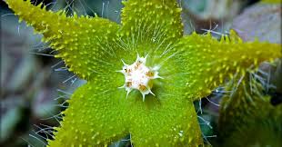 Image result for Orbea dummeri