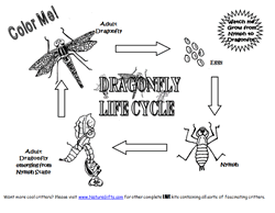 Free download 39 best quality dragon coloring pages pdf at getdrawings. Free Dragonfly Coloring Pictures Just Print The Page And Color
