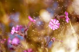 Silene uniflora is a species of flowering plant in the family caryophyllaceae known by the common name sea campion. Red Campion Pointed Flower Flower Pink Pink Flower Nature Plant Spring Close Up Blossom Bloom Pikist