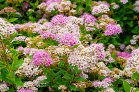 Image result for Spiraea japonica ´Little Princess