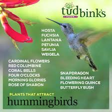 Hummingbirds are strongly attracted to flower colors such as: Attract More Hummingbirds With These Plants Tudbinks