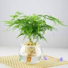 Pin By Fernanda Esteves On Plantes Asparagus Fern Fern Seeds Asparagus Plant