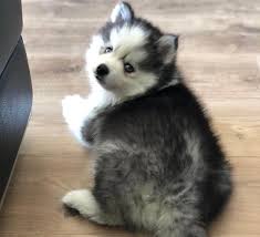 Check spelling or type a new query. Cheap Pomsky Puppies For Sale Florida Up To Date On Shots