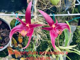 Image result for Dipcadi vaginatum