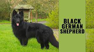 Yes, we are extremely proud of our german shepherds. Black German Shepherd Complete Guide On The Striking Dog Breed Petmoo