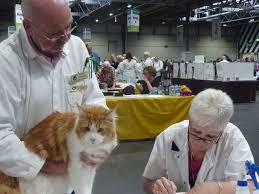 She's clearly a massive cat lover, so i can't recommend her enough. The Supreme Cat Show 2017 Pets4homes