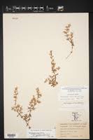 Image result for Guilleminea densa