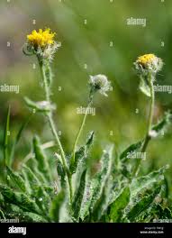 Image result for Macledium sessiliflorum