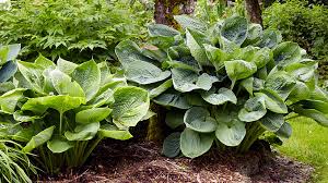 Rhizomatous hostas that spread underneath the soil are the worst offenders. Common Hosta Problems Garden Gate